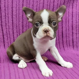 Boston Terrier